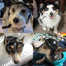 iDestry 小型犬头盔，适合小型犬，带耳孔可调节带子的狗帽，户外摩托车骑行宠物头盔帽子，狗猫通用摩托车头盔，酷炫配件，钩环户外透气可爱宠物用品 - 彩色 - 查看 6