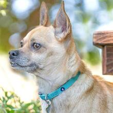 Collar para perros pequeños Blueberry Pet Essentials en Very Berry |   Correa de nylon ajustable y ecológica duradera |   Collar Clásico para Perros Pequeños, Mascotas Machos y Hembra - Verde frondoso - Ver 5