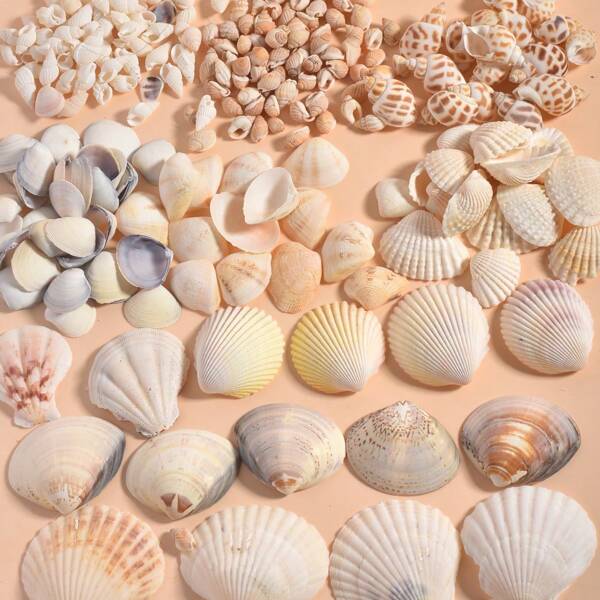 60g/180g/480g/600g Mixed Seashell & Conch, DIY Jewelry Making Supplies, For Necklace, Bracelet, Earring, Aquarium Decor, May Have Damages