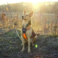 Reflective Heavy-Duty  Harness - XL Size - Highly Visible Orange - Adjustable, Durable Design For Optimal Comfort And Security - Ideal For Outdoor Activities & Work Use