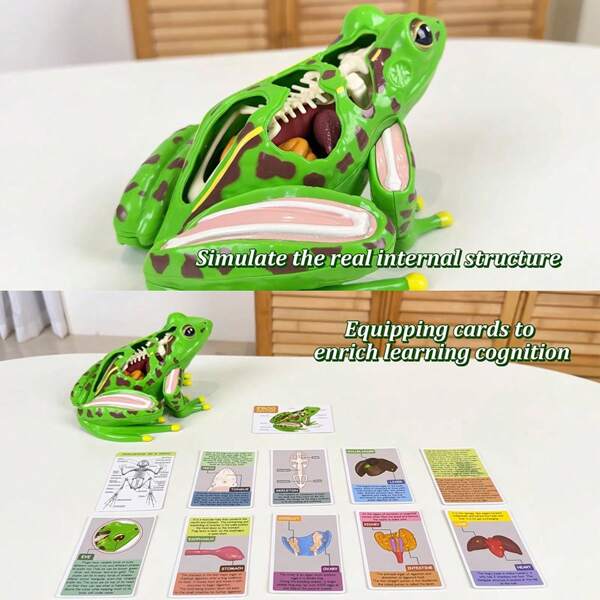 ¡Éxito de STEM! Modelo de disección anatómica 3D de rana para edades de 6 a 12 años | Juguete educativo de ciencias biológicas para montar | Diseño ergonómico de material seguro | Herramienta de aprendizaje para el conocimiento de las ciencias de la vida