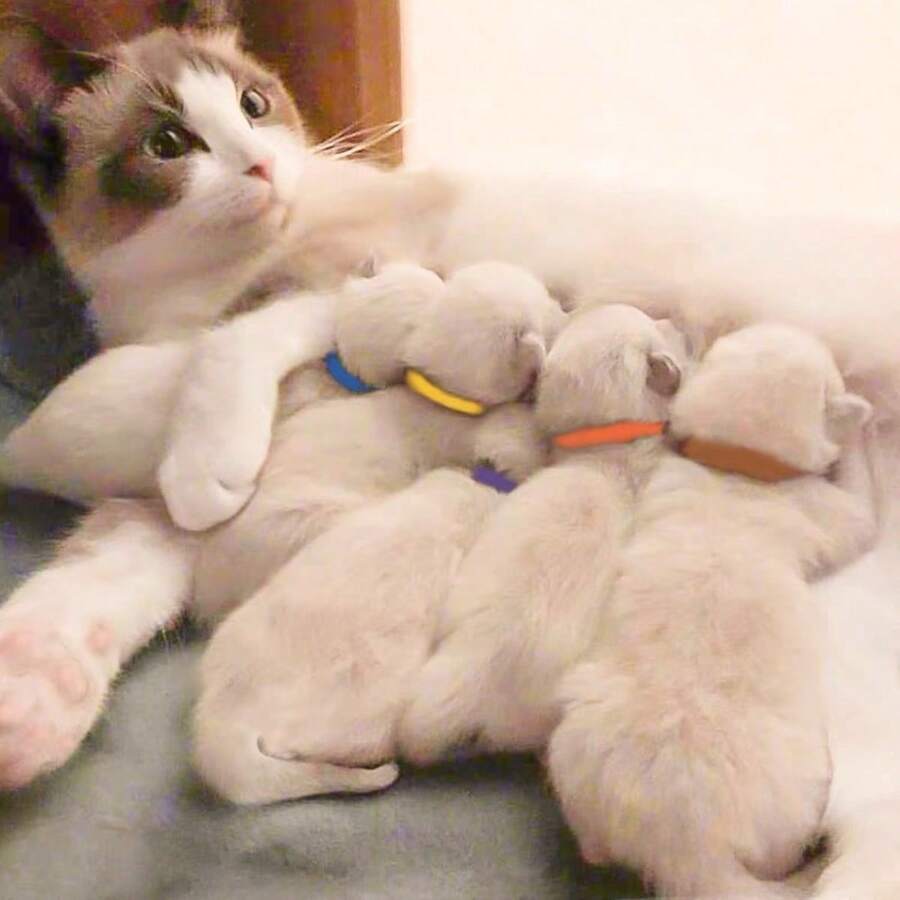 12件/套 12种颜色 新生宠物小猫/小狗身份识别环 - 彩色项圈 - 出生标记绳 - 可书写 - 柔软亲肤 - 彩色 - 查看 1