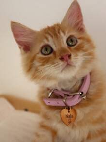 [Customized] 1 Pc With Elegant Gift Box Personalized Hollow Paw Print Heart-Shaped Stainless Steel Pet ID Tag, Can Customize Pet Name On Front, Contact Info & Address On Back, Anti-Lost Pet ID Tag Suitable For Small, Medium And Large Dogs And Cats