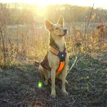 Reflective Heavy-Duty  Harness - XL Size - Highly Visible Orange - Adjustable, Durable Design For Optimal Comfort And Security - Ideal For Outdoor Activities & Work Use