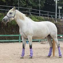 Horse Fly Boots - Equine Leg Wraps And Maximum Horse Fly - Set Of 4 - Deep Blue - View 8