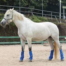 Horse Fly Boots - Equine Leg Wraps And Maximum Horse Fly - Set Of 4 - Deep Blue - View 7