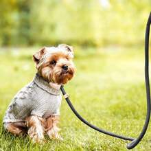 Dog Leash For Small Dogs, Dog Leash With Buffer Spring, Retriever Leash Hunter Leash 2.5 Meters Long X 1 Cm, Sturdy Carabiner, Adjustable Length Of The House Leash Black - Black - View 2