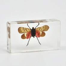 1pc(7.3cm/2.8in) Transparent Resin Insect Paperweight Sculpture - Desk Organizer For Book Lovers & Entomology Fans - Zen Office Paperweight For Anxiety Relief - Unique Birthday Gift For Nature Collectors - Entomology Learning Kit(Hand Made) - Multicolor - View 11