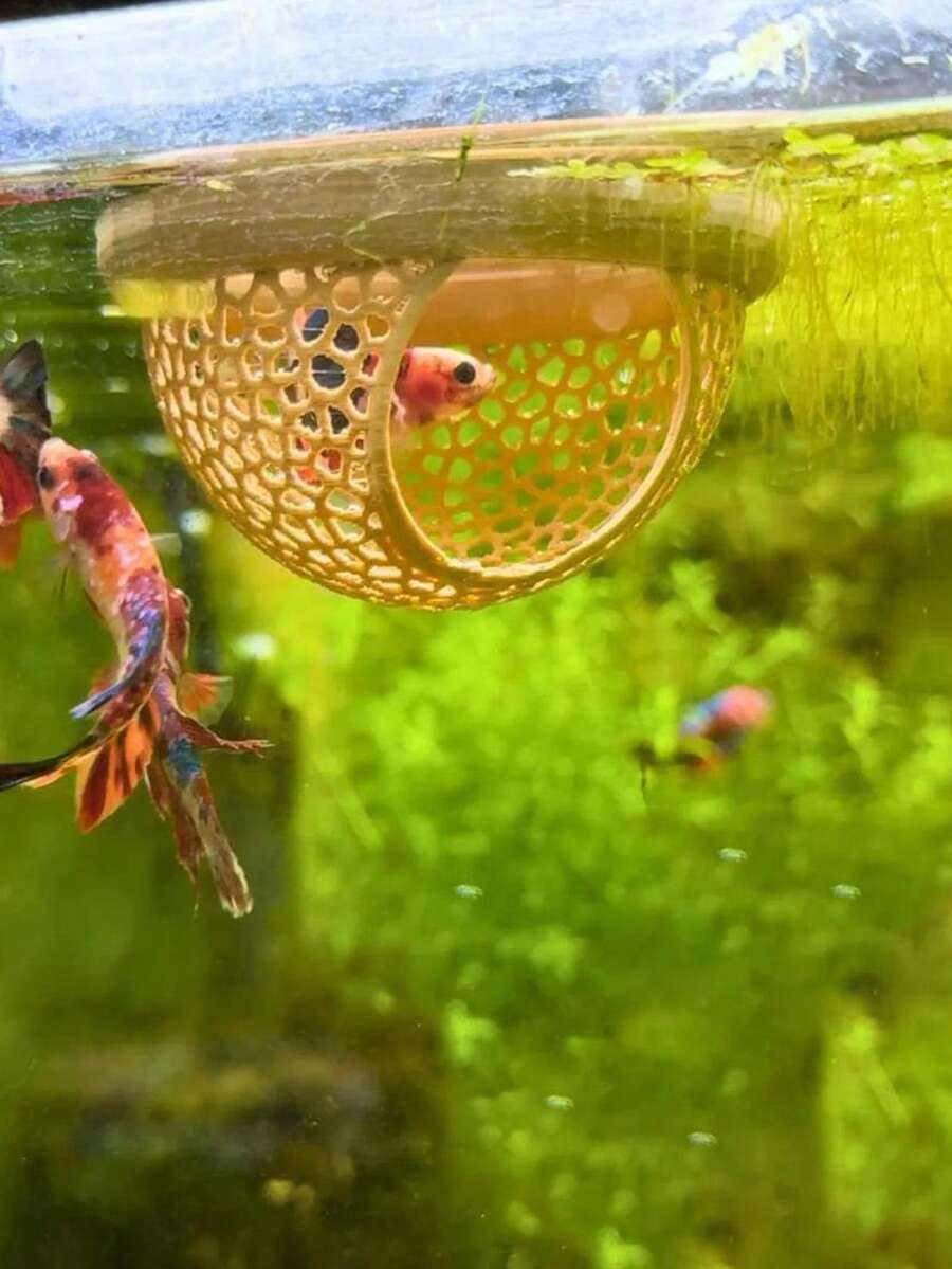 鱼休憩室水族箱配件浮动鱼休憩室，鱼儿藏身处浮动隧道，水族箱洞穴装饰休息鱼缸装饰，小型鱼缸鱼虾休息栖息地，室内水族箱宠物用品 - 彩色 - 查看 1