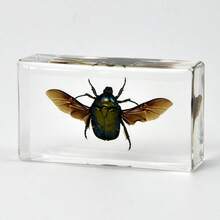 1pc(7.3cm/2.8in) Transparent Resin Insect Paperweight Sculpture - Desk Organizer For Book Lovers & Entomology Fans - Zen Office Paperweight For Anxiety Relief - Unique Birthday Gift For Nature Collectors - Entomology Learning Kit(Hand Made) - Multicolor - View 13