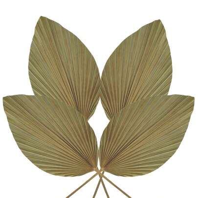 Pack de 4 Palmas Secas Abanico Natural | Decoración Boho Tropical para Eventos y Hogar