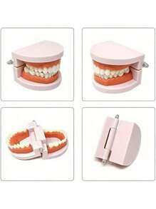 1pc Plastic Adult Teeth Model With 180° Removable Jawline And Toothbrush - 28 Non-Removable Teeth, For Dentist Teaching, Dental Hygiene Education, Classroom Demonstration, Home Oral Care Training, Dental Teaching Materials | Educational Dental Display | Durable Educational Tool