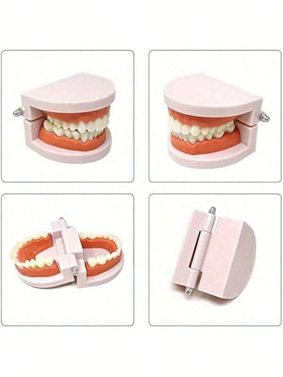 1pc Plastic Adult Teeth Model With 180° Removable Jawline And Toothbrush - 28 Non-Removable Teeth, For Dentist Teaching, Dental Hygiene Education, Classroom Demonstration, Home Oral Care Training, Dental Teaching Materials | Educational Dental Display | Durable Educational Tool