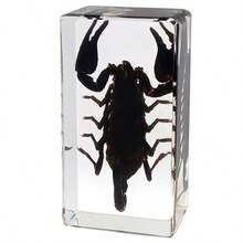 1pc(7.3cm/2.8in) Transparent Resin Insect Paperweight Sculpture - Desk Organizer For Book Lovers & Entomology Fans - Zen Office Paperweight For Anxiety Relief - Unique Birthday Gift For Nature Collectors - Entomology Learning Kit(Hand Made) - Multicolor - View 12