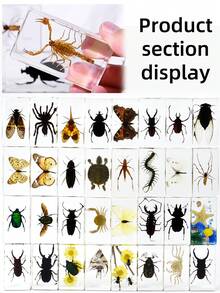 1pc(7.3cm/2.8in) Transparent Resin Insect Paperweight Sculpture - Desk Organizer For Book Lovers & Entomology Fans - Zen Office Paperweight For Anxiety Relief - Unique Birthday Gift For Nature Collectors - Entomology Learning Kit(Hand Made) - Multicolor - View 5