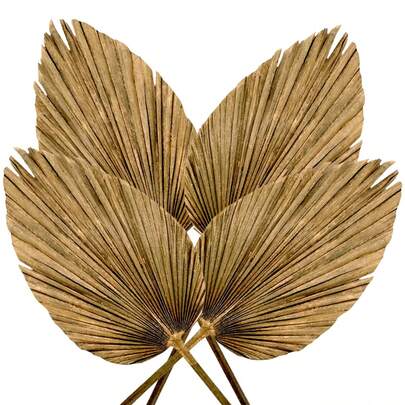 Pack de 4 Palmas Secas Abanico Natural | Decoración Boho Tropical para Eventos y Hogar
