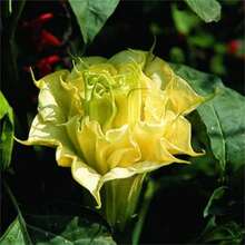 Live Plants - 500件 - 查看 1