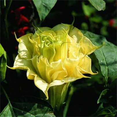 500 piezas de semillas de Datura Suaveolens Double Golden Queen, plantas de jardín de trompeta del diablo