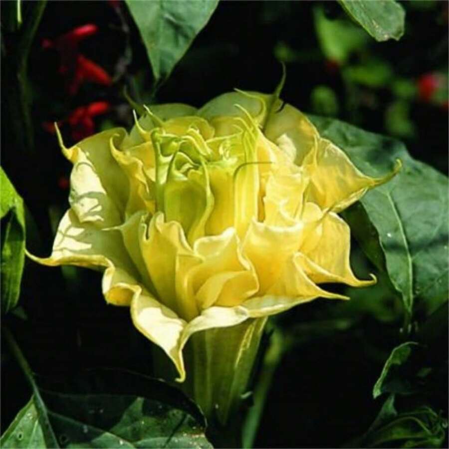 Live Plants - 500件 - 查看 1