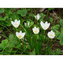 100pcs Onion Seedling Seed Onion Orchid Seed Root Flower Seedling Lotus Orchid Rain Orchid - 變體1 - 查看 5