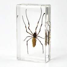 1pc(7.3cm/2.8in) Transparent Resin Insect Paperweight Sculpture - Desk Organizer For Book Lovers & Entomology Fans - Zen Office Paperweight For Anxiety Relief - Unique Birthday Gift For Nature Collectors - Entomology Learning Kit(Hand Made) - Multicolor - View 10