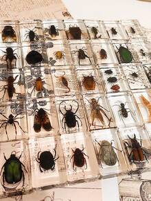 1pc(7.3cm/2.8in) Transparent Resin Insect Paperweight Sculpture - Desk Organizer For Book Lovers & Entomology Fans - Zen Office Paperweight For Anxiety Relief - Unique Birthday Gift For Nature Collectors - Entomology Learning Kit(Hand Made) - Multicolor - View 3