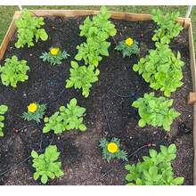 226FT Automatic Drip Irrigation Kit - Effortless Plant Watering System With Adjustable Nozzles And Patio Misting - Perfect For Thriving Gardens And Greenhouses - 黑色 - 查看 7