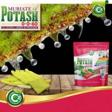Muriate Of Potash 0-0-60 Fertilizer Made In USA - MOP Potassium Plant Food For Plants &Amp; Flower Gardens – Promotes Big Blooms! Fruit, Vegetables - Cz Garden Organics Muriate of Potash 10LB - 查看 7