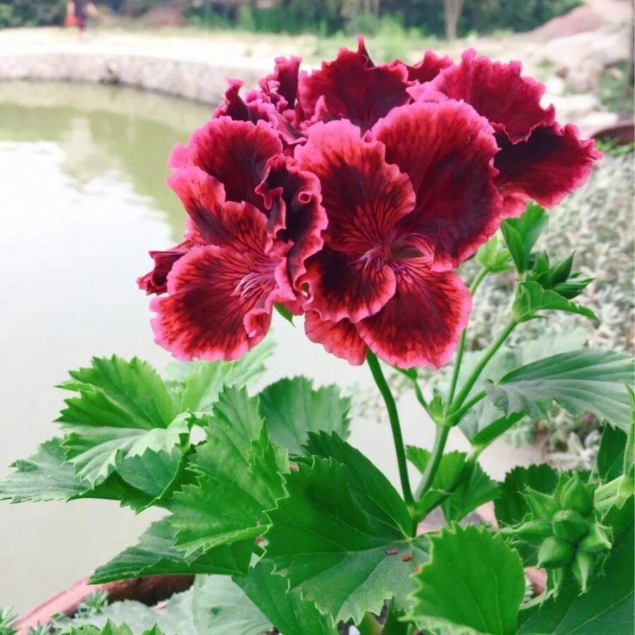 Semillas de Geranio Mixtas, Geranio Llama, Plantas de Jardín Perennes en Flor, Semillas de Tallo, Plantación en Macetas, Esencial para Jardines, Semillas de Flores - 100 piezas - Ver 1