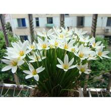 100pcs Onion Seedling Seed Onion Orchid Seed Root Flower Seedling Lotus Orchid Rain Orchid - 變體1 - 查看 1