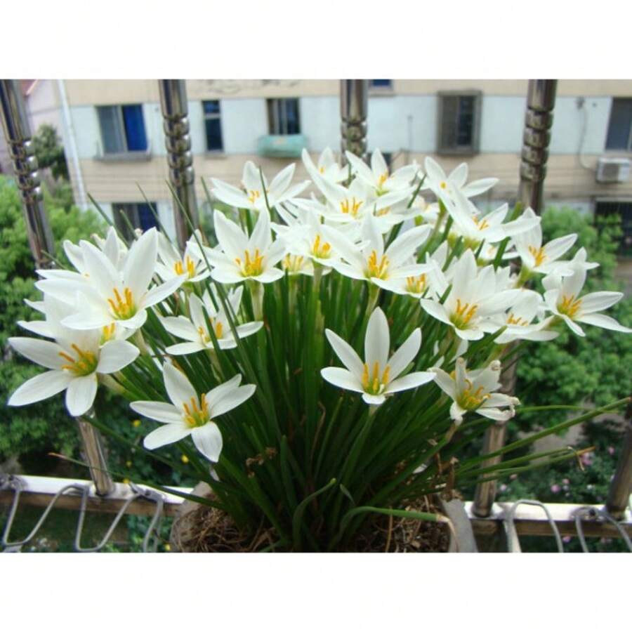 100pcs Onion Seedling Seed Onion Orchid Seed Root Flower Seedling Lotus Orchid Rain Orchid - 變體1 - 查看 1