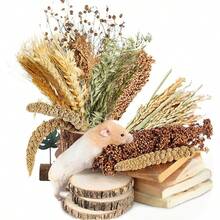 50-160pcs Christmas Decorations Hala Tool Hamster Moss, 100% Natural Moss Suitable For Rabbits, Squirrels, Hamsters, Guinea Pigs And Other Small Animals, Used As Pet Cage Accessories, Terrarium, Reptiles, Plant Room Decor