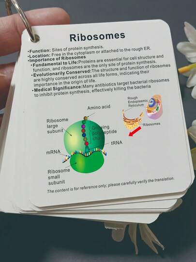 细胞生物学关键术语卡片，细胞生物学学习卡片，解锁细胞生物学关键术语知识卡片，细胞生物学基本卡片 - 结构、功能和术语，细胞器