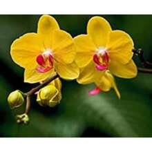 New 110 Pieces Phalaenopsis Orchid Flower Seeds Black Generic