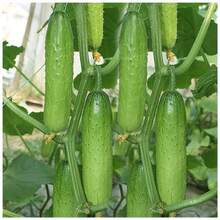 1000pcs Delicious Cucumber Seedlings AllSeason Planting Seeds In Mesh Bags For Home Gardeners - SEED - View 3