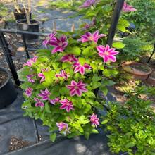 Clematis Kleine Entlein Samen 15