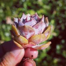 Raresucculent 100 Seeds - Variant1 - View 1