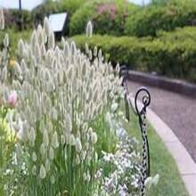 Lagurus Ovatus - 100 Seeds - Everlasting - Soft And Fluffy -