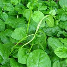 Large-Leaf Auricularia Auricula Seeds High-Yield Planting Rapeseed Large Round-Leaf Four-Season Vegetable Seeds Seedlings Vegetable Seeds 800 Seeds