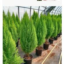 110 Seeds Piece Rare Dwarf Boxwood Mixed With Black Pine Seeds - High Survival Rate - Easy To Plant - Suitable For Indoor Balcony Gardens - Can Be Given As A Christmas Gift - 110粒種子 - 查看 3