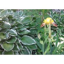 100 Heirloom Iris Seeds: Add A Touch Of Elegance With Fragrant, Easy-To-Grow Perennials