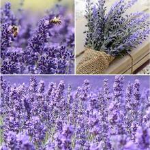 Lavender Seeds For Planting Flower Seeds Pack