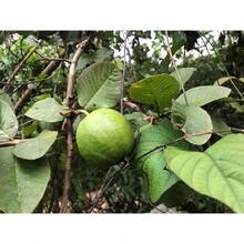 White Guava Seeds, Sweet Melon, Hawa Fruit, Rare Tropical Organic Food