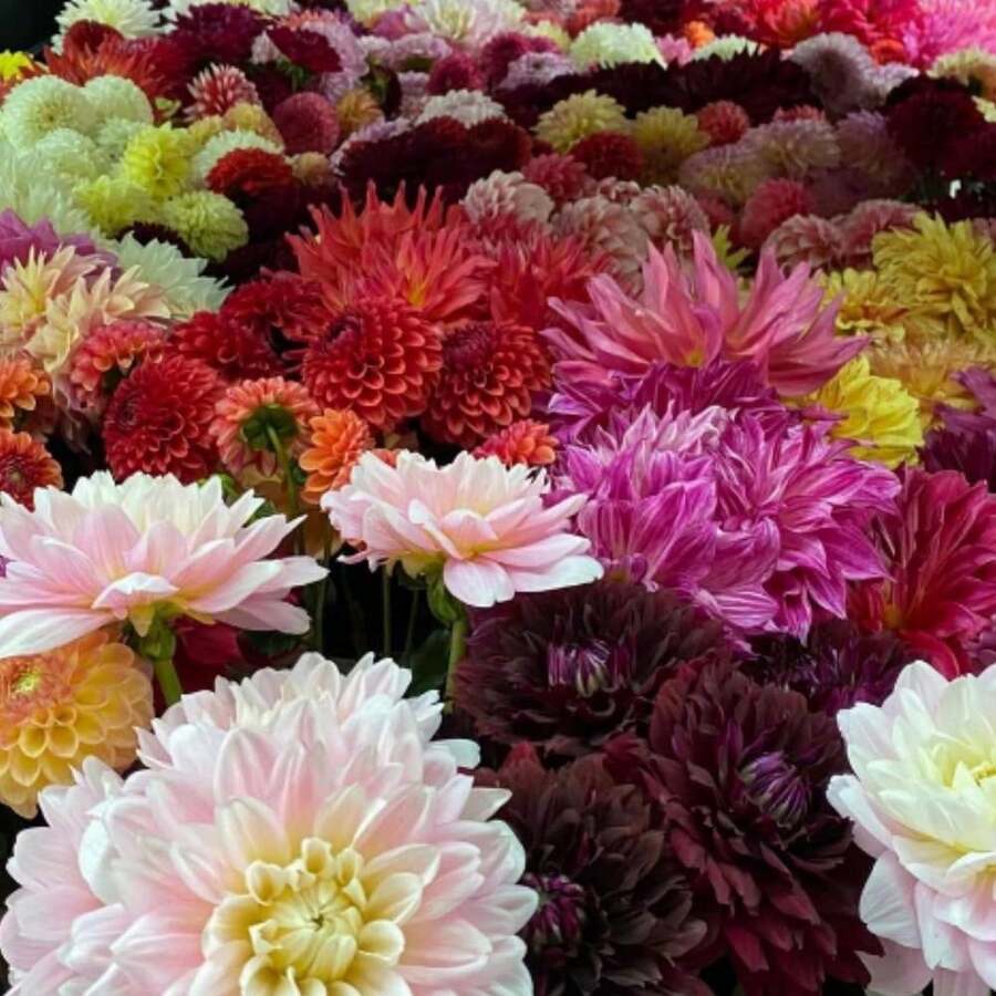 20+ Seeds Ultimate Dinnerplate Collection Dahlia Seeds - Perennial - Open-Pollinating - Fast Growing - Clumping - Plant In Spring D037 - SEED - View 1