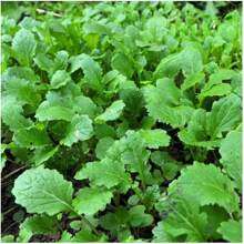 Rare Florida Broadleaf Mustard Seeds Non-GMO Heirloom Garden Plants Live   Vegetable Seeds Seeds Hosta Plants Live Plants Plants Gardening Flower Seeds Plant Flowers For Outside Semillas De Flores Para Sembrar Gardening  All  Live Plants Not Seeds Live Plants  Plants For Outside Mosquito Repellent Outdoor Garden Perennial Plants Seeds For Planting Live Plants  Not Seeds Perennial Flower Seeds Plant Seeds