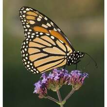189pcs Recommended Buenos Aires Purple  Flower Seeds - 189 - 查看 3