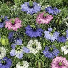 Color Mix 2000 Seeds Annual Nigella Love-In-One-Fertilizer Jewel Flowers Seed Mix For Planting - 2000 - View 3