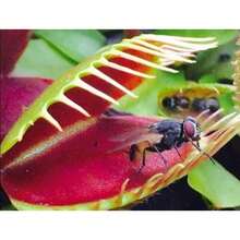 Dionaea Muscipula 100 Pieces Venus Fly Trap Plant Carnivorous Plant Seeds - Variant1 - View 4