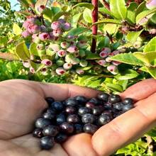 Evergreen Huckleberry Seeds - Vaccinium Ovatum - Delicious, Sweet, And Perennial