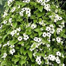 Black Eyed Susan Vine - Seeds - White - Thunbergia Alata - SEED - View 4